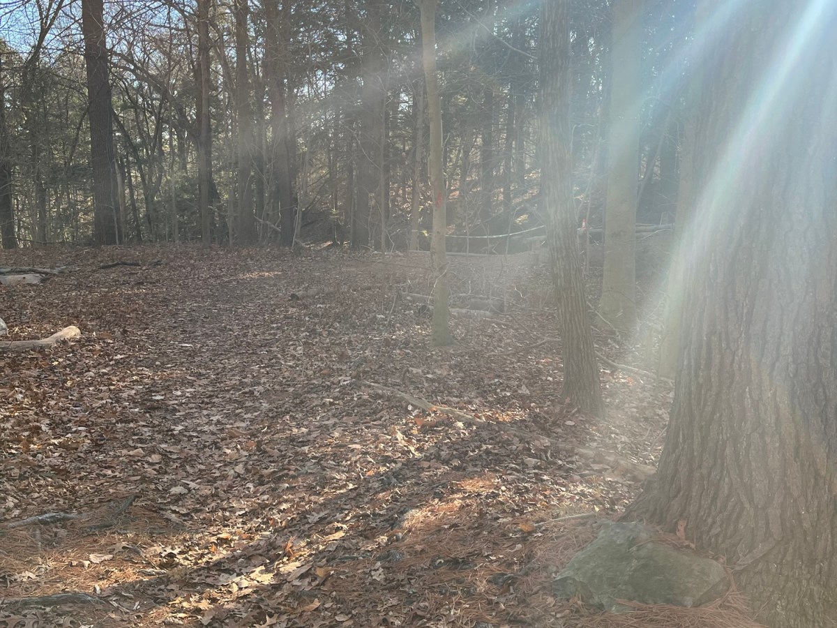 A WISH AMONGST THE&nbsp;WOODS